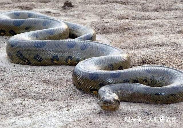鬼面蛇夫最新更新，学习之旅中的蜕变与自信之源