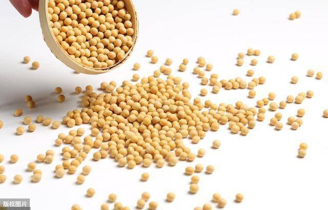 国储大豆最新信息概览与动态更新