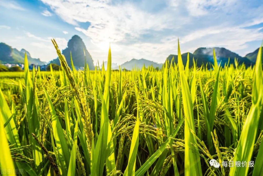 稻谷实时价格走势，友情交织的温馨日常与稻谷交响记忆