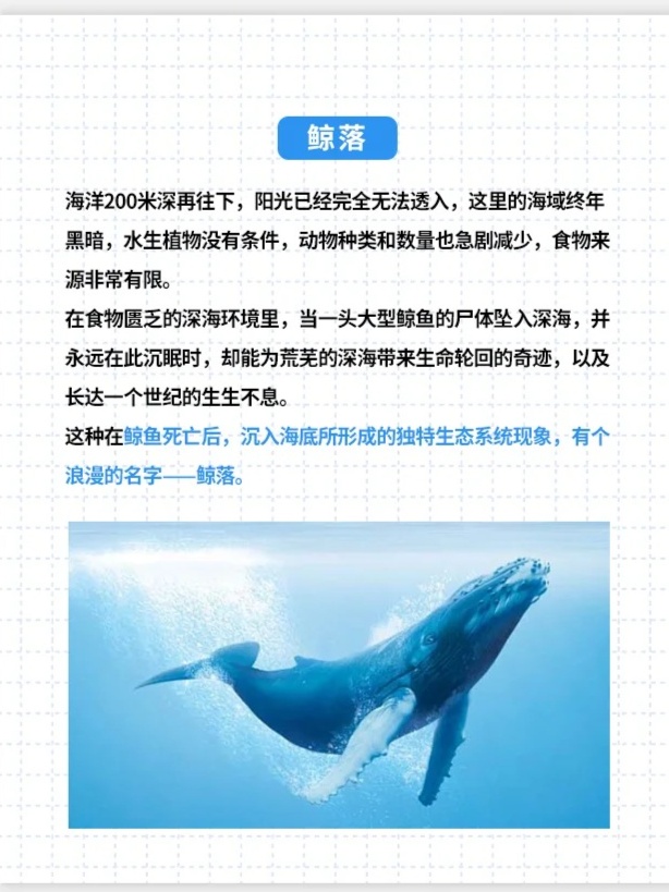 鲸落资讯速递，小红书专刊📰