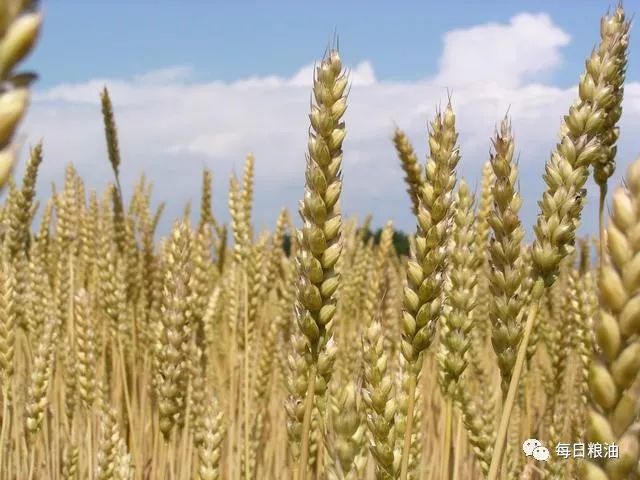 今日安徽小麦价格行情深度解析与揭秘🌾💥
