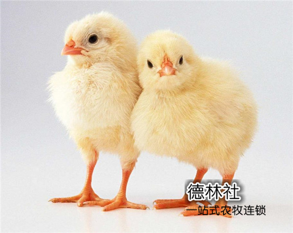 新型鸡食器及其使用指南