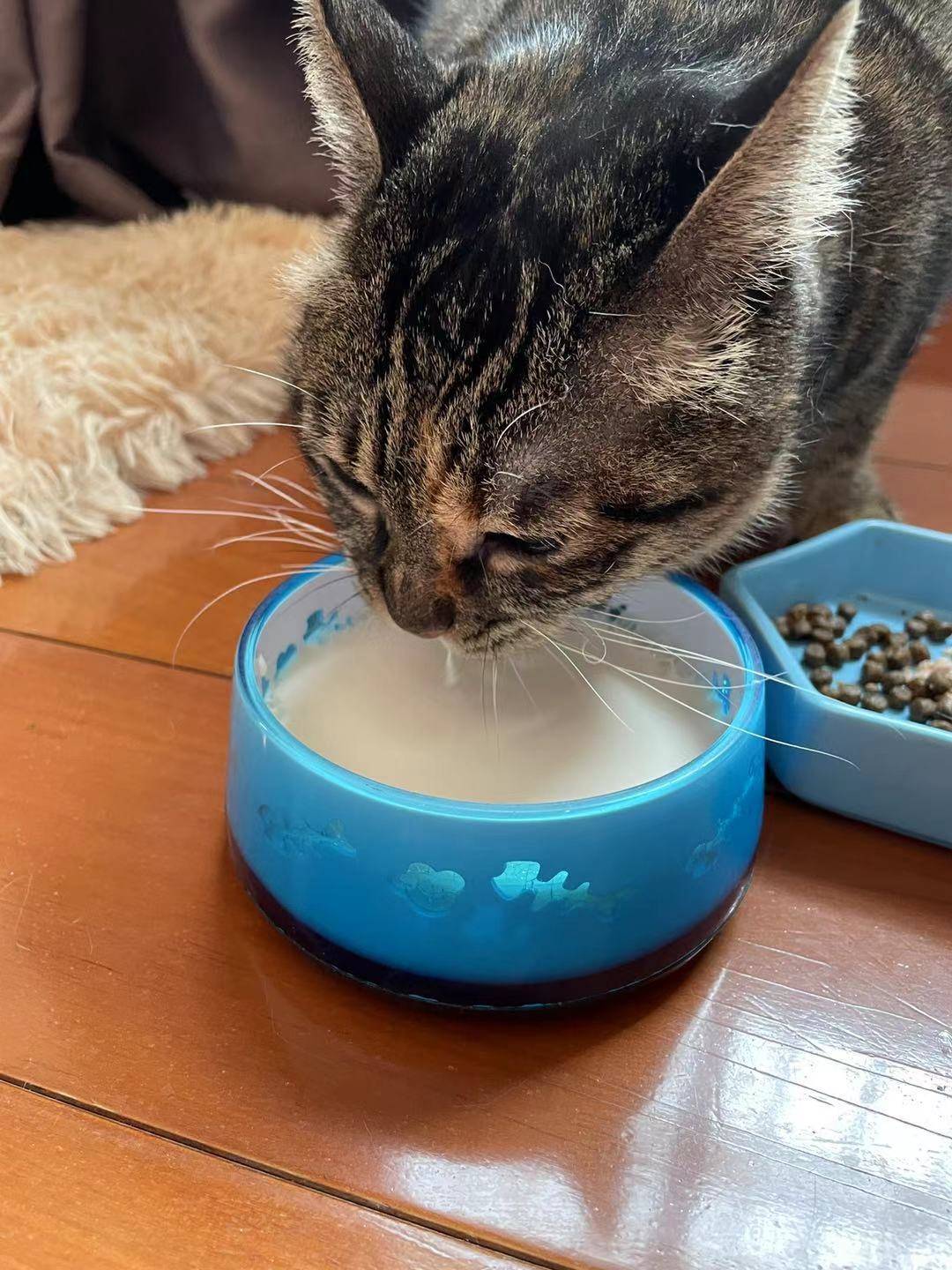 猫咪食品最新评测报告揭秘，为您的喵星人挑选最佳口粮！