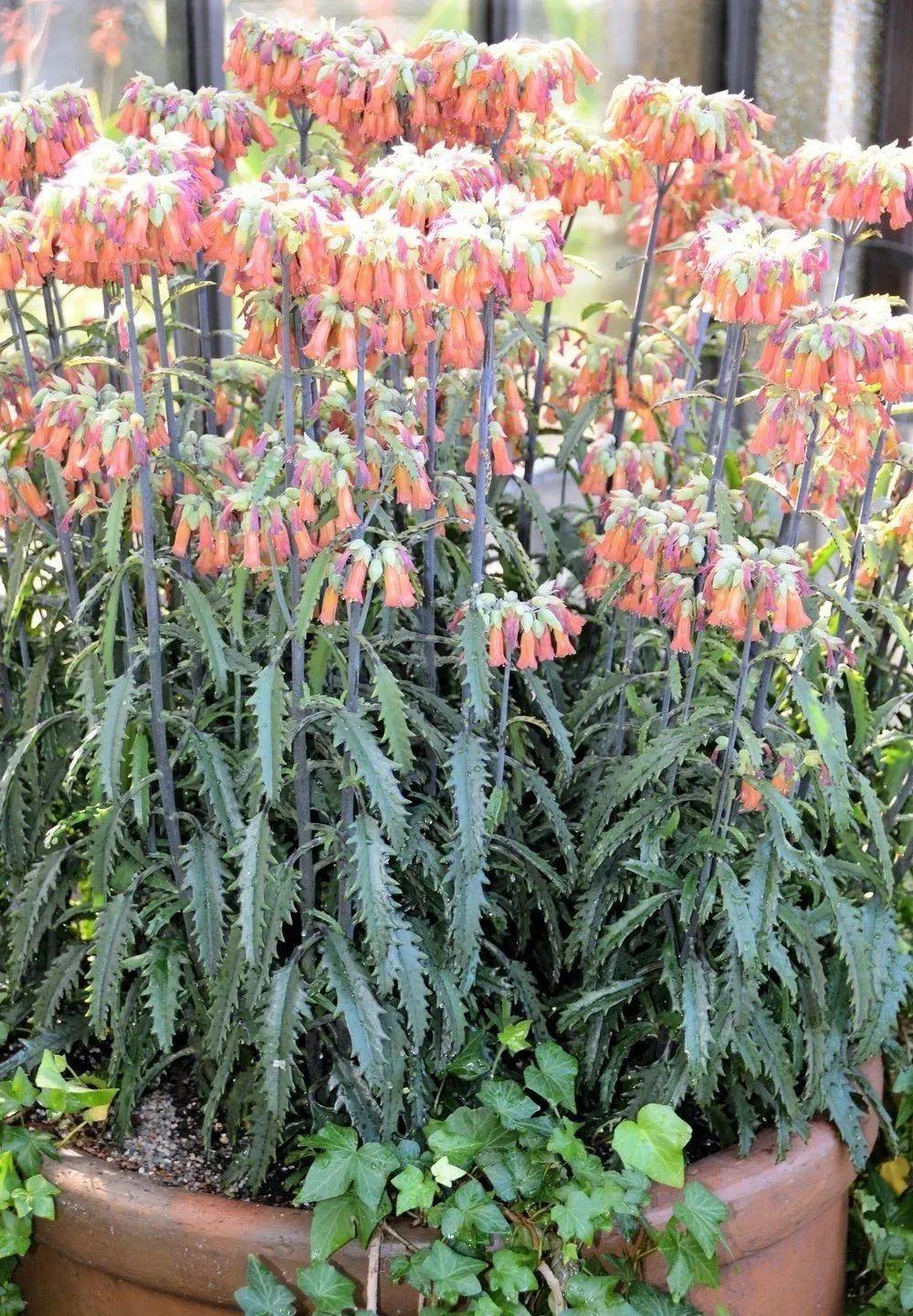 春季观赏植物栽培新技术详解