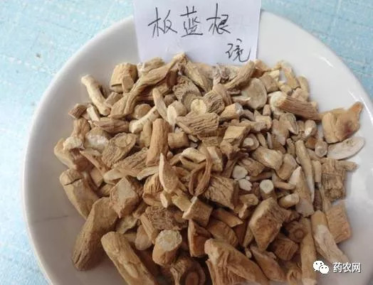 板蓝根最新市场行情概览