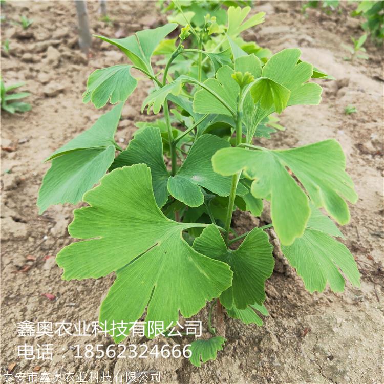 第117页