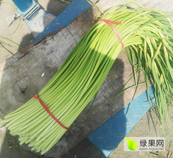 金乡蒜苗最新行情分析与概述