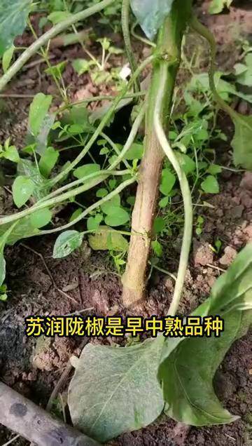 陇椒新品种揭秘，小巷中的味觉盛宴