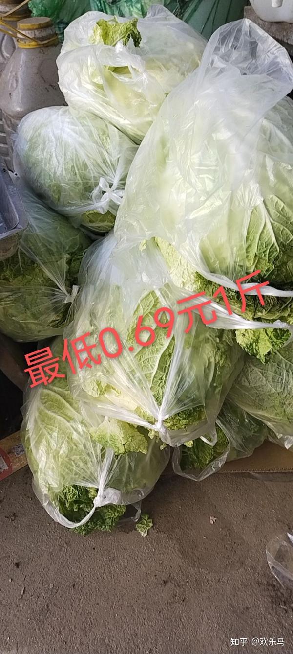 春白菜行情，探寻自然美景之旅，寻觅内心平静之道