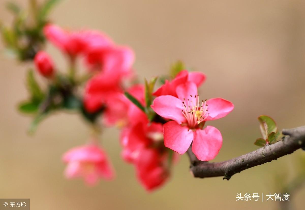 落花网最新入口探索，网络世界的新门户之门