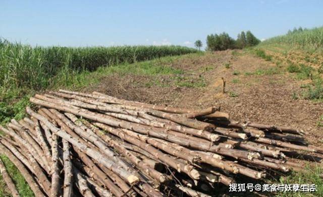 广西最新桉树种植政策解读与介绍