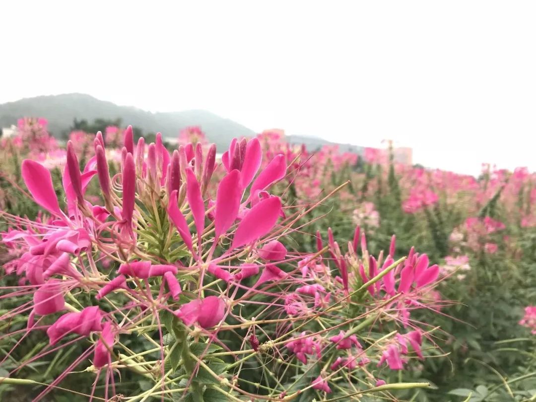 野花鲁最新地址，寻找内心平静的旅程启程